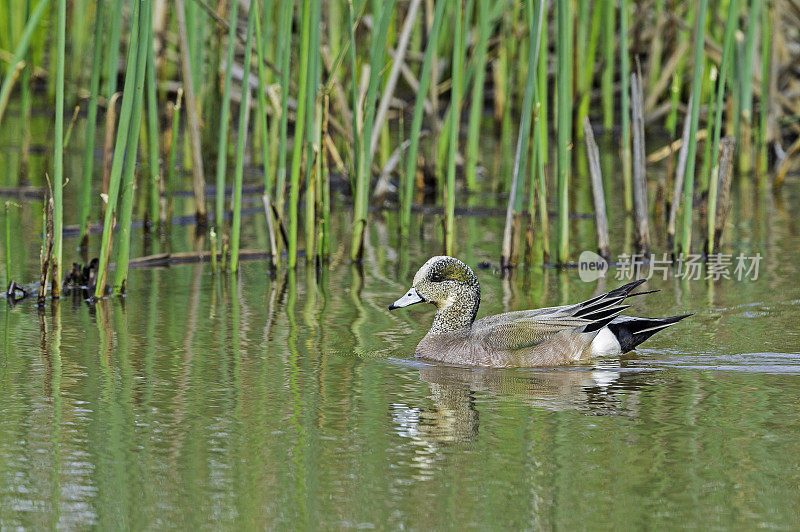 美国野鸭(American wigeon, Anas americana)，也称美国widgeon或baldate，是一种涉水鸭，发现于加利福尼亚州伍德布里奇生态保护区;加州中央谷;Cosumnes河保护